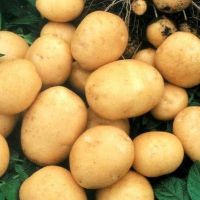Картофель «Тимо» - описание сорта1