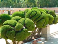 Топиарные сады - удивительные формы8