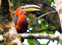 Непальский калао - птица, находящаяся на грани вымирания