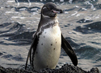 Остров Фернандина, галапагосский пингвин