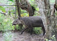 Центральноамериканский тапир, обитающий в зоопарке Панамы