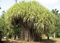 Дерево панданус, произрастающее в зоопарке Панамы