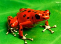 Красная лягушка - символ парка