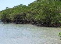 Мангровые деревья на побережье