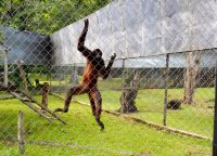 Паукообразная обезьяна, обитающая в зоопарке Панамы