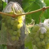защита винограда от ос