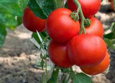 ранние низкорослые сорта томатов для открытого грунта