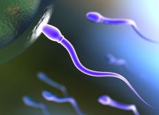 Агрегация сперматозоидов