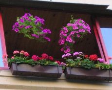 Цветы на балконе Cvety_na_balkone_0