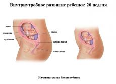 беременность 20 недель развитие плода