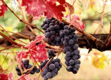 подкормка винограда осенью