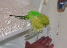 как купать волнистого попугая