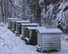 как подготовить пчел к зиме