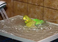 как правильно купать попугая
