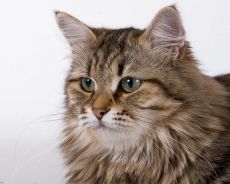 сибирская маскарадная кошка