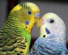 симптомы болезней у волнистых попугайчиков