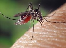 современные средства от комаров