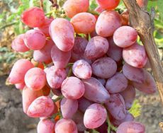виноград розовый тимур