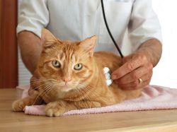 Запор у кошки - лечение в домашних условиях  1