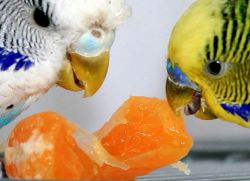 Витамины для волнистых попугаев