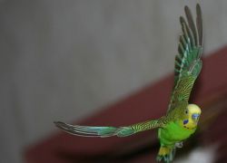 Сколько живут волнистые попугаи в домашних условиях1