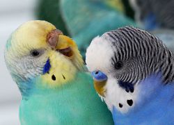 Сколько живут волнистые попугаи в домашних условиях