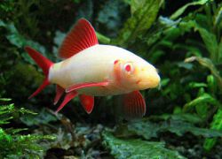 аквариумная рыбка лабео1