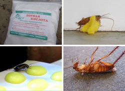 Борная кислота от тараканов рецепт с яйцом