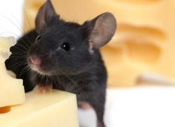как избавиться от мышей в квартире навсегда