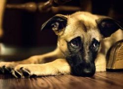 энцефалитный клещ у собак симптомы