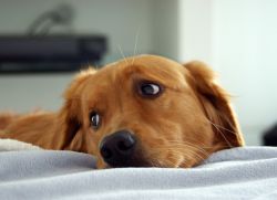 энцефалитный клещ у собак симптомы1