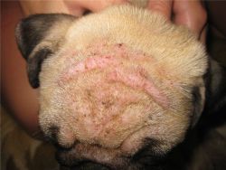 демодекоз у собак лечение1