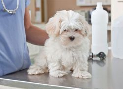 подкожный клещ у собаки симптомы и лечение1