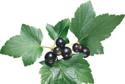 листья черной смородины лечебные свойства и противопоказания