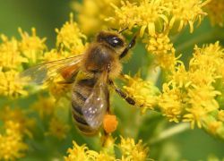 пчелиная пыльца свойства и применение