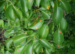 оранжевые пятна на листьях груши