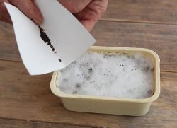 Как посадить петунию на рассаду на снег