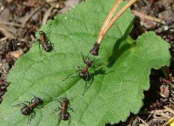 народные средства борьбы с муравьями