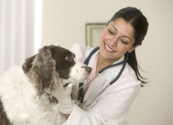 Чем лечить кашель у собаки  