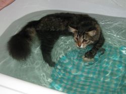  Как часто можно мыть кошек2