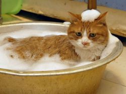 как мыть кошку 1