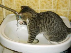 как мыть кошку 2
