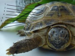 Как определить возраст черепахи1