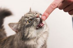 Как отучить котенка кусаться