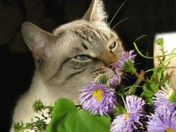 Какой запах не переносят кошки