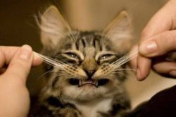 отрастают ли у кошек усы