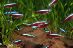 Рыбки неоны – размножение