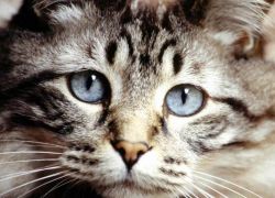 Токсокароз у кошек