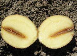 болезни картофеля 