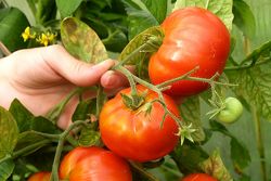 болезни томатов в теплице
